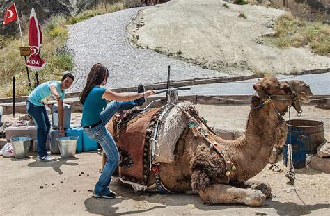 Turkey Isabella Local People Do for Fun 的图像结果