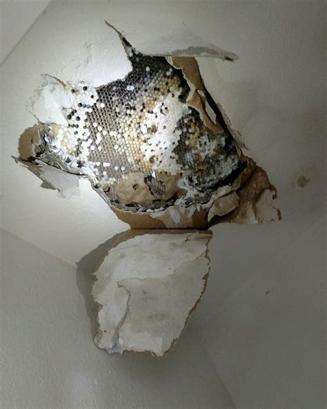 Pest Home Inspections | Nuisance No More Pest Control