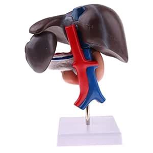 Life Size Human Liver Pancreas Duodenum Model Anatomical Human Organ ...