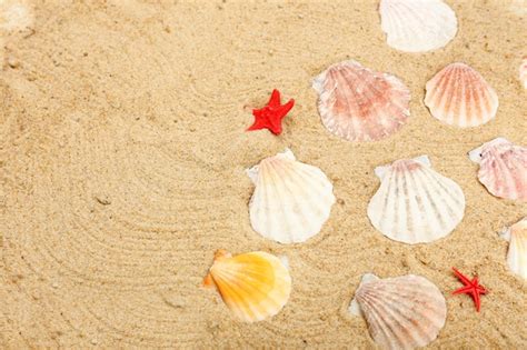 Seashells 的图像结果
