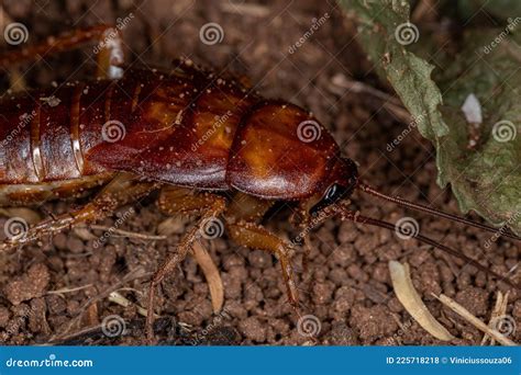 Cockroach Nymph
