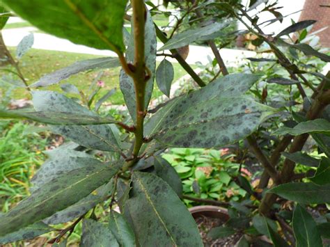 Bay Leaf Tree Care - What Causes Black Spots On Bay Leaves | Gardening ...