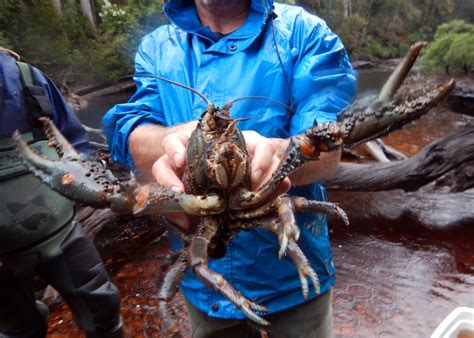 Tasmanian Giant Crayfish