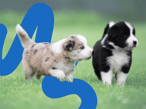 How to Train a Border Collie Puppy | Complete Training Guide