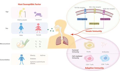 Frontiers | Innate and adaptive immunity to SARS-CoV-2 and predisposing factors