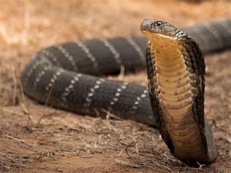 Newly Developed Human Antibody By Scientists Can Now Neutralise Toxic ...