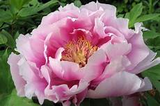 nomi fiori giapponesi fiori giapponesi significato significato fiori nomi fiori giapponesi fiori giapponesi significato significato fiori