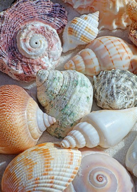 Image result for How Are Conch Shells Formed