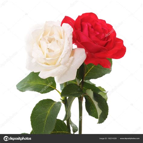 White And Red Rose Flowers Images