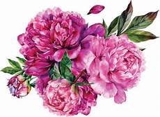 peony clipart best bouquet illustrations royalty free vector graphics peony clipart best bouquet illustrations royalty free vector graphics
