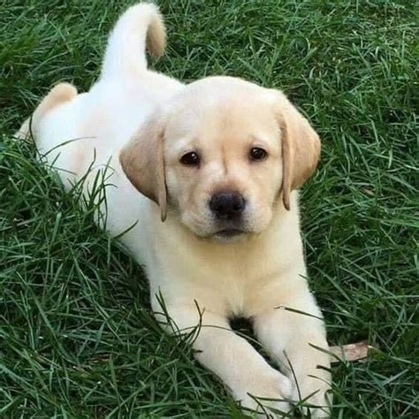 This Cute Black Labrador Retriever 🐶 : r/Cutedogsreddit