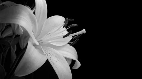 Black and White Flowers wallpaper | 2560x1440 | #51490