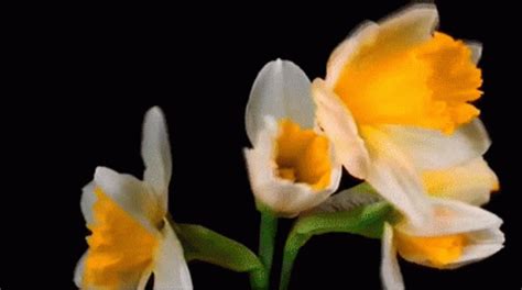 Flowers Blooming GIF - Flowers Blooming Beautiful - Discover & Share GIFs