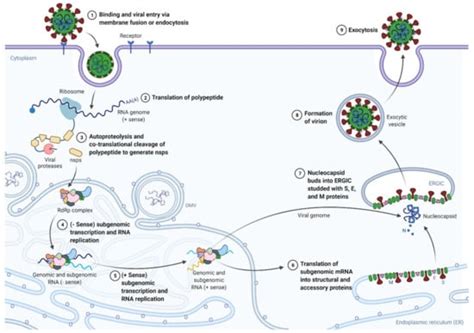 Pathogens | Special Issue : Pathogenesis of Human Coronavirus Infections