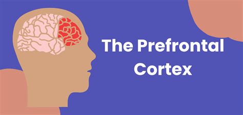 Prefrontal Cortex Function 的图像结果