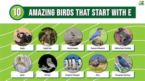 Discover 10 Amazing Birds That Start With E - A-Z Animals