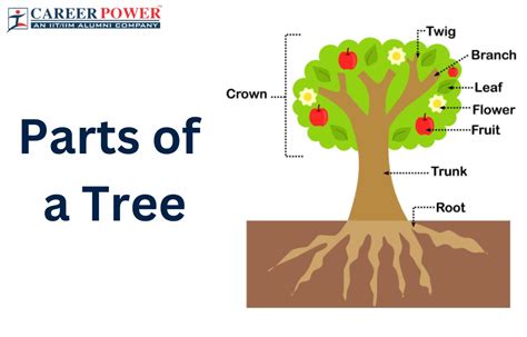 Parts of a Tree, Names and Their Functions
