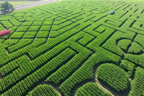 Corn Maze 的图像结果