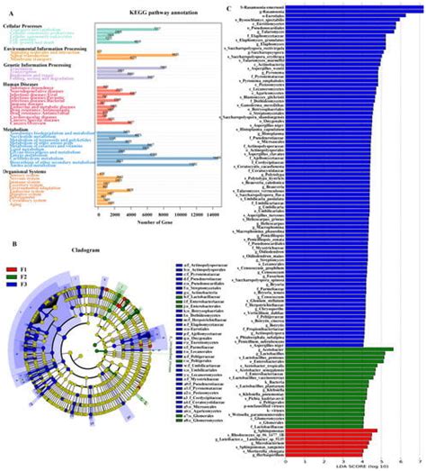 Microbial Diversity and Characteristic Quality Formation of Qingzhuan ...