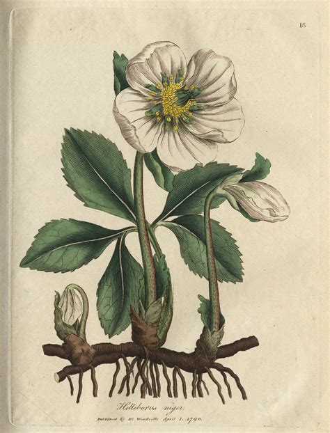 Hellebore | Folger Shakespeare Library