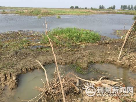 环保荆州行之一：洁净家乡的水 留住四湖的美-新闻中心-荆州新闻网