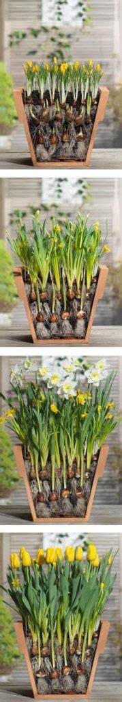 Container Gardening and Lasagna Planting