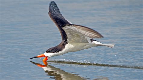 Black Skimmer Animal at Dorathy Quinones blog