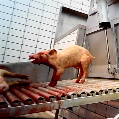 Investigation: pigs struggle during illegal slaughter