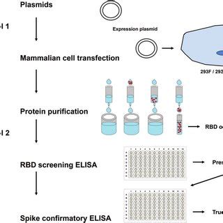 Pcambgfp Vector Map 的图像结果