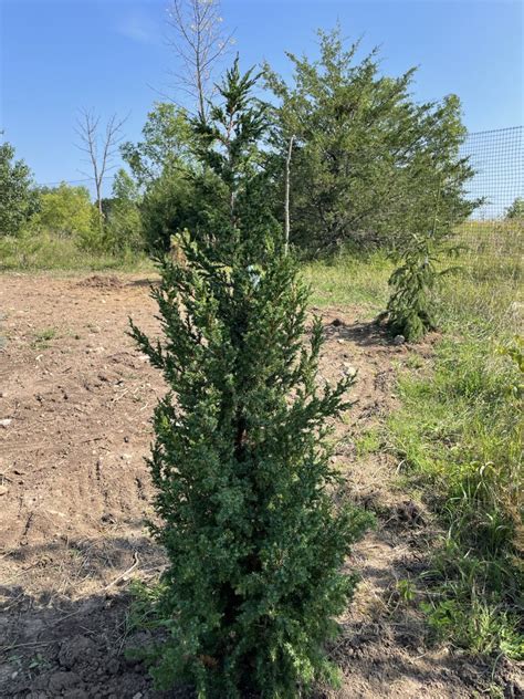 Star Power Juniper (Juniperus x Star Power) – Prairie Woods Arboretum