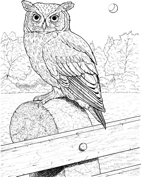 Coloring Pages Of A Owl