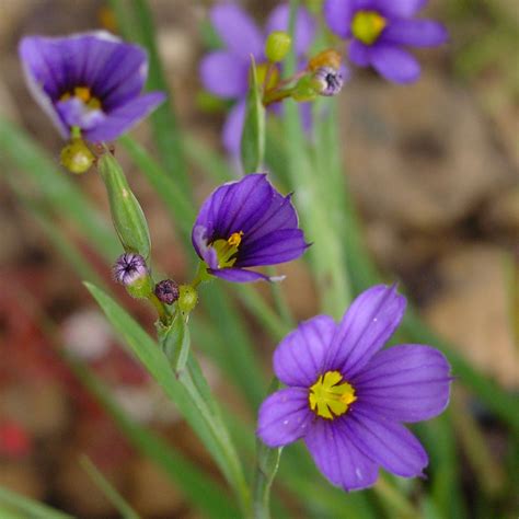 Blue-eyed Grass (Sisryrinchium montanum) Seeds – Wild Seed Project