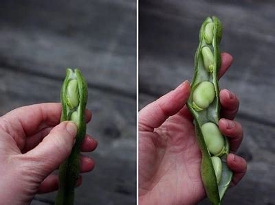 Fava beans seeds online