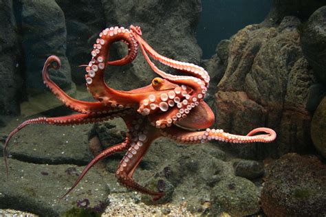 How Do Octopuses Reproduce