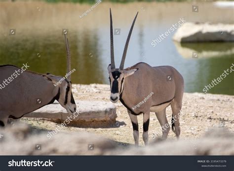 East African Oryx Oryx Beisa Standing Stock Photo 2195473279 | Shutterstock