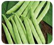 ORGANIC FARMING :: Disease Management of Horticultural Crops
