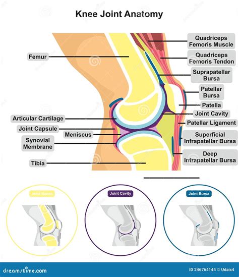 Knee Joint Capsule Anatomy Infographic Diagram Vector Illustration | CartoonDealer.com #246764144