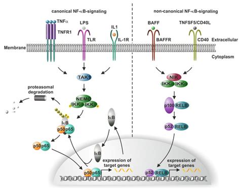 Cells | Special Issue : NF-kB in Stem Cells and the Nervous System ...