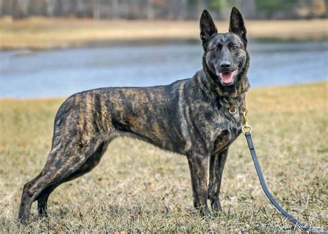 Are Dutch Shepherds Good Dogs