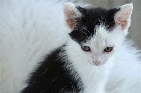 Fluffy Black And White Kitten
