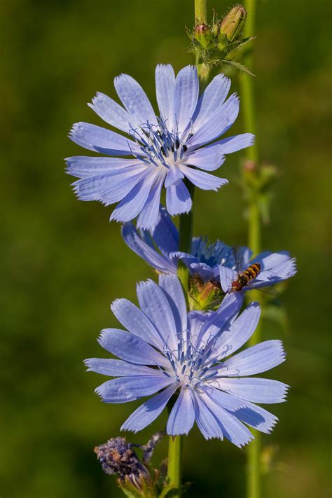 English Wild Flowers