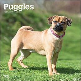 Buy Puggles 2020 Square Wall Calendar Book Online at Low Prices in ...