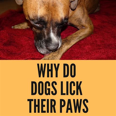 Why Do Dogs Lick The Floor