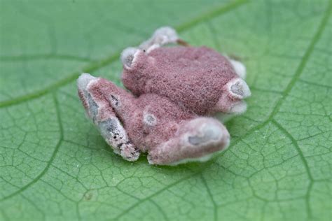 The Mysterious Ways Of The Zombie Fungi | Nature inFocus