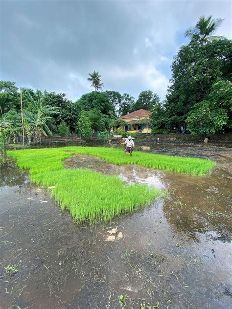 The Art Farm Goa | Women’s Creative Workshops Retreats and Sustainable Agriculture Programs ...