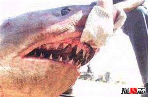 地球上是最大的食肉动物，古噬人鲨吃人图片(21米/103吨) - 未解之谜网