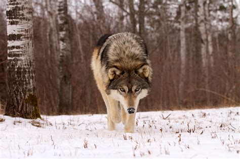 Dogs Hunting Wolves