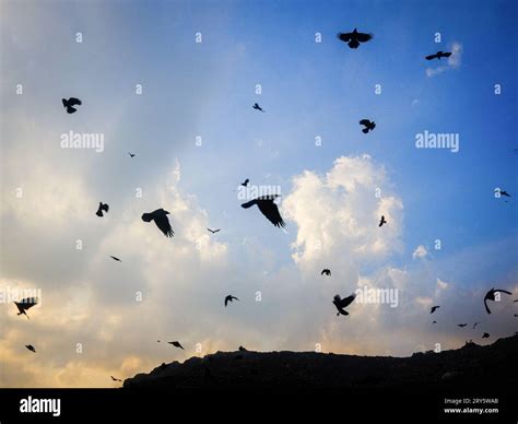birds in flight Stock Photo - Alamy