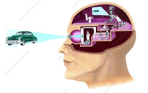 Image result for Process of Vision