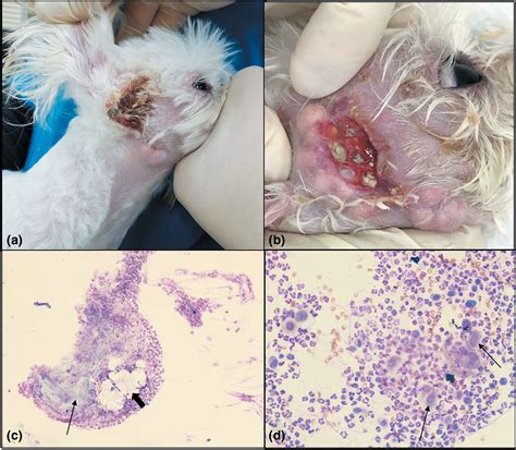 Foreign body reaction to ruptured follicular cysts in dogs - Kim - 2021 ...